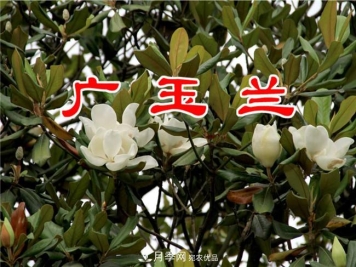 当前北方苗木市场行情解析