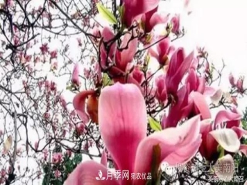 原创读书：南召辛夷