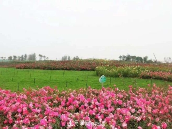 南阳卧龙区月季产业发展的优势和措施