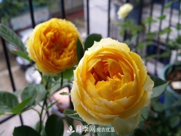 黄月季有哪些品种？