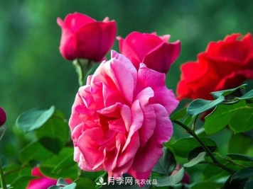 只要肥料用得对，月季四季开不退！