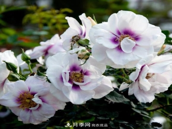 8款巴比伦眼睛月季，花型独特还有好闻的香味