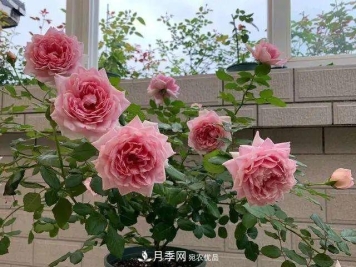 七月炎热盆栽月季的叶片大量脱落，“炼苗”可抵抗酷暑！