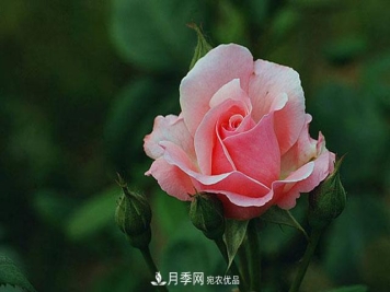 月季花春季萌芽，老叶片“何去何从”？处理得当，开花才会满枝头
