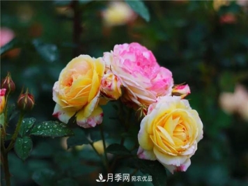 南方花友，您的月季打顶摘心了吗？明年开得才更猛
