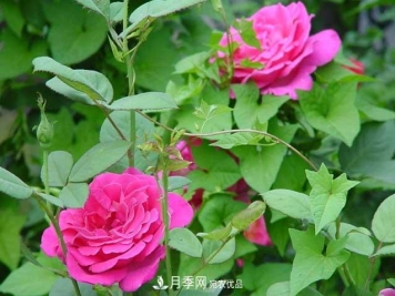 月季网宝典，盆栽月季养护知识大全