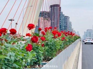 四川成都高颜值大花月季上街啦！