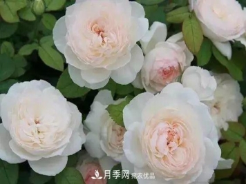 你种过最香的月季是什么香味？十款强香月季