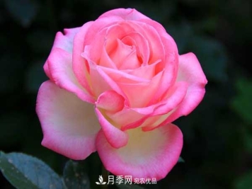 月季美文：月季·中国