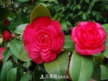 月季到5月份为什么还不见蕾