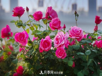 栽培养护月季花有什么注意事项