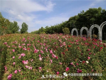 南阳西峡县持续推进月季名城建设