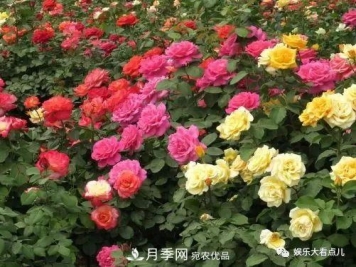 想要月季满树都是花苞，掌握4个诀窍，芽多枝干壮花朵开爆盆