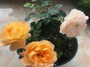 月季满树花苞该不该剪掉？认清“2点”，开花又大又漂亮
