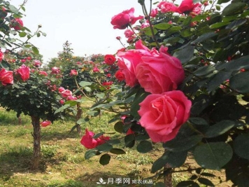 南阳月季嫁接树干上，花量暴增，长成&amp;quot;月季树&amp;quot;