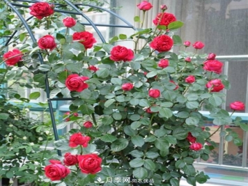 红龙月季业可以培育月季树