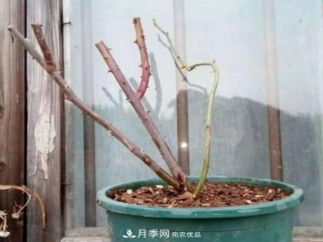 月季撑根杆秒变“月季树”，阳光晒一晒，开成棒棒球！