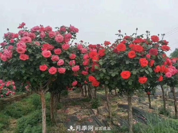 怎样掌握好树状月季的园林养护管理工作？