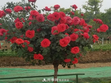 土质对于树状月季的生长到底有多大影响？