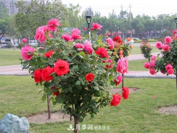 不同气侯树状月季种植的注意点也不同