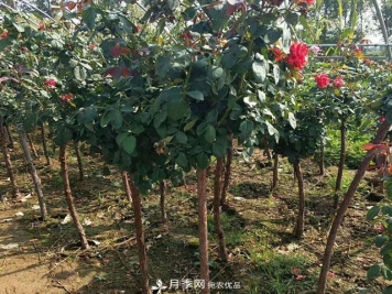 种植树状月季一定要注意这几个要点