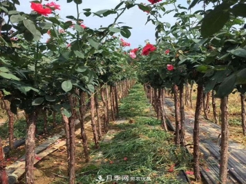 如何识别树状月季盲枝？月季养殖基地有办法