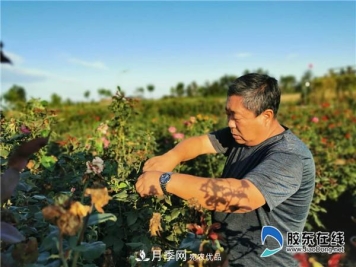 月季很美，兵支书很赞，山东莱州任尚泉走出最美致富路