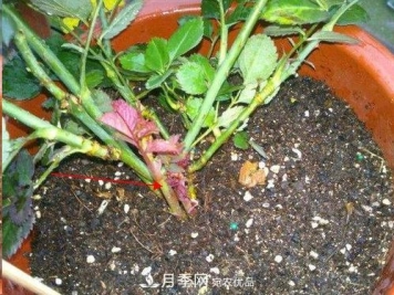想要月季开花多，先养笋，几个技巧让月季快速冒笋芽