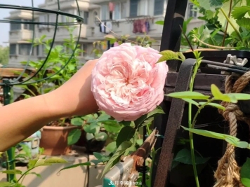 一花一木|做好这几点，你就是月季“大神”