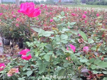 月季花也有寿命你知道吗？现在告诉你