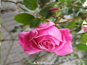 已经立秋，月季花可以秋剪了吗？南北方修剪时间大不同