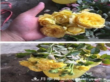 月季扦插专业知识，让你少走弯路（图文版）