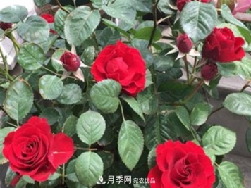 新手养月季须知的“四大点”，熟练掌握，才能轻松养爆盆