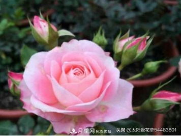 如何避免月季一换盆土就死呢？