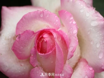 月季养护知识：这样养出的月季花，花大色艳，枝繁叶茂