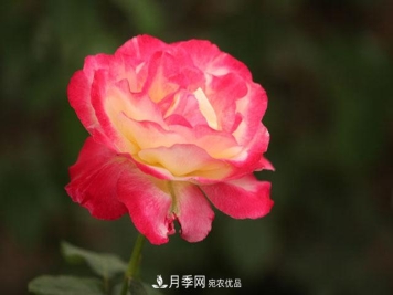 盆栽月季怎样养？为什么会出现黄叶，甚至是新芽细长，该怎么办？