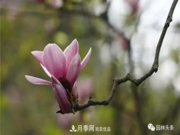 南阳南召：玉兰月季等优势乡土花木行情喜人