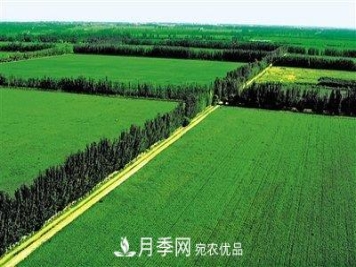 苗木科普：森林的分类