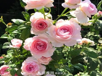夏天养月季花，了解掌握4个要点，秋花开爆盆
