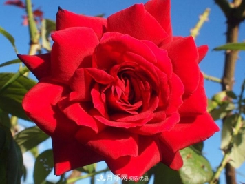 红衣主教大花月季，花型漂亮，非常耐开