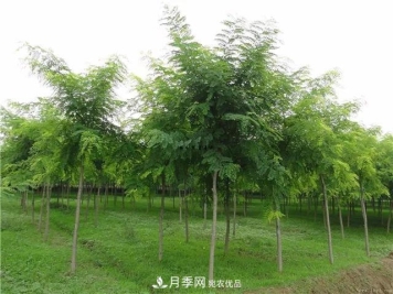 2020畅销苗木品种排行，“老客户积累”是苗木人成功根本