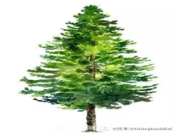 苗木必备基本常识手册