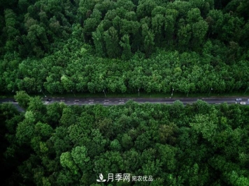 2020年度全国苗木供需分析报告，这些苗木市场需求大