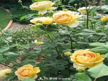 新扦插成活的月季就开了一朵花，需不需要剪掉？