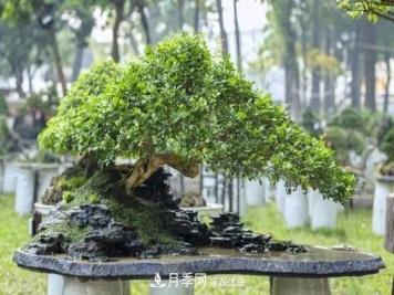 街头的4种绿化树，剪根枝条扦插，成漂亮盆景，不花钱