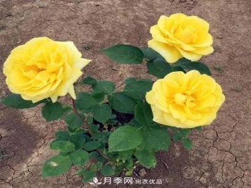 月季小苗想要长壮，学会这几招，快速成大苗！