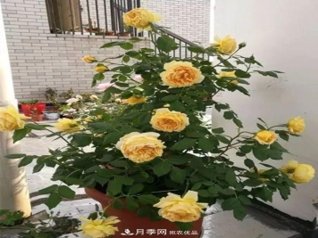 养月季施肥牢记“3要2不要”，月季猛爆壮笋，花开连成片！