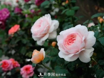 什么树可以嫁接月季花？月季嫁接有什么好处？