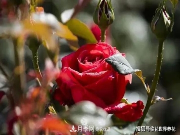 养月季就要用浅盆，月季开花不好换个盆，天天爆花