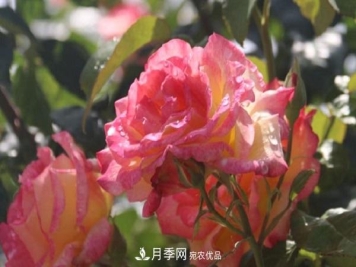 月季总是长不好？这样修剪就对了！